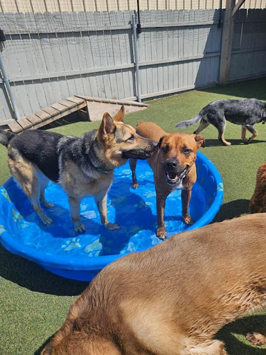 Playtime Doggy Daycare II - Image 1