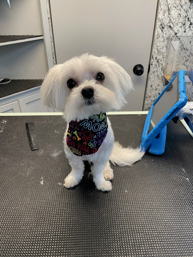 Prada's Mobile Pet Salon - Image 1