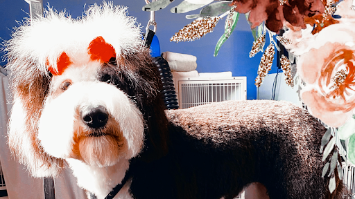 So Fetch Dog Spa - Image 1