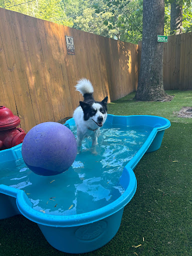 Graced Kennel Boarding, Daycare and Training - Image 1