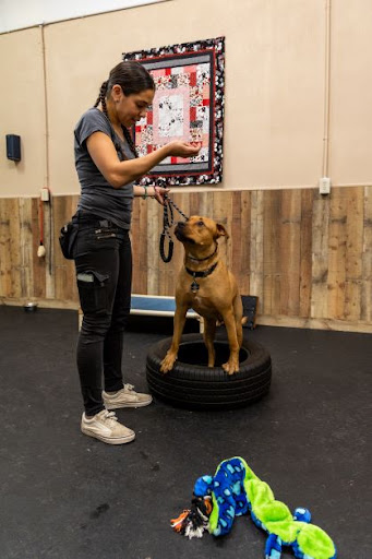 Sol Dog Lodge and Training Center - Image 1