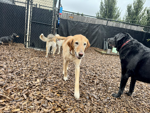 Reynolds Dog Resort & Training Center - Image 1