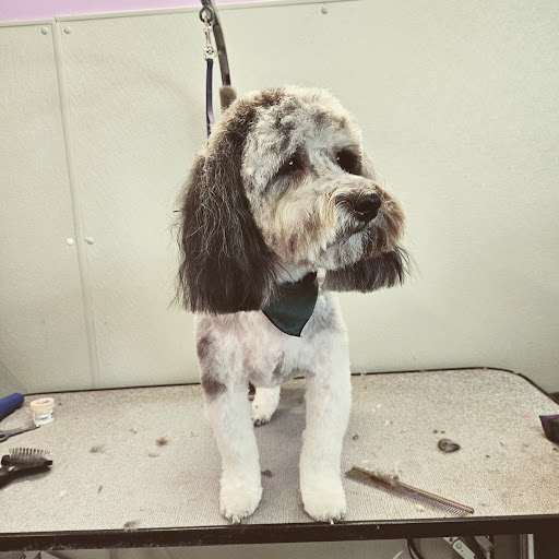 K9 Spa Dog Grooming - Image 1