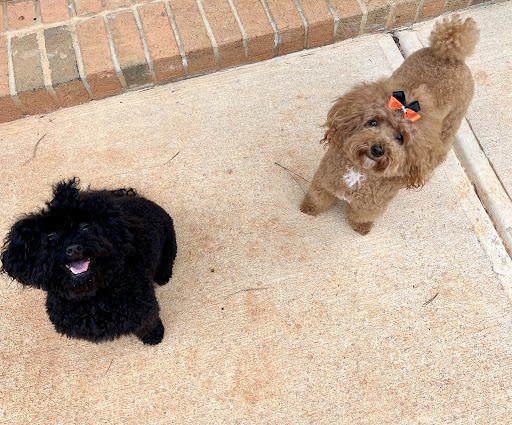 Busy Bubbles Dog Spa - Image 1