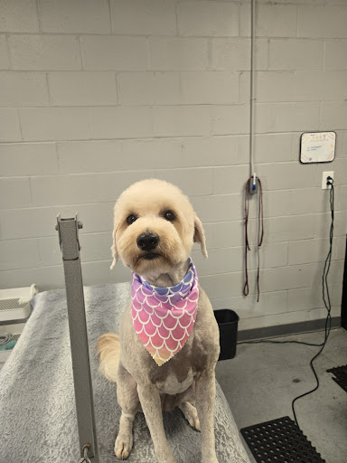 Groomingdogs of Columbia (formerly Groomingdales) - Image 1