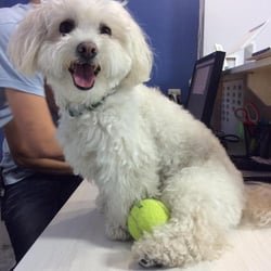 Dog-E-Den Hollywood Dog Daycare Boarding Grooming & Training - Image 1