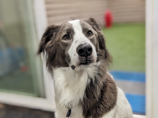 Seattle Canine Club - Image 1