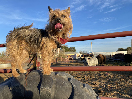 Countryside Grooming and Boarding - Image 1