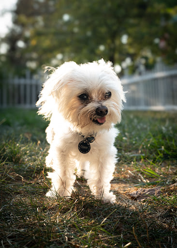 Woof Gang Bakery & Grooming Dublin - Image 1