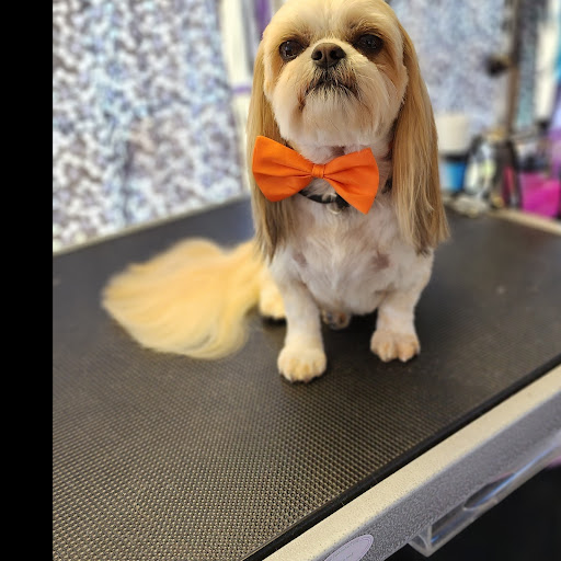 Something Special Dog Grooming - Image 1