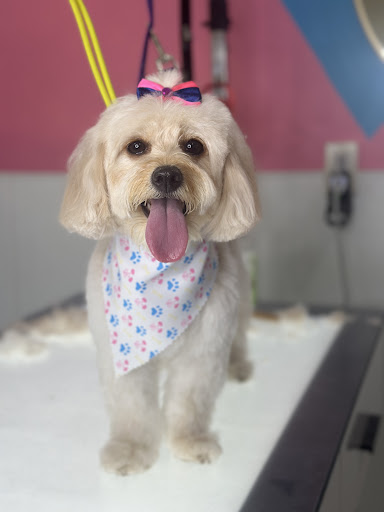 Four Paws Grooming inc. - Image 1