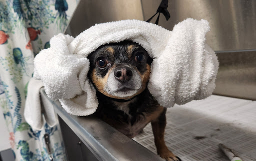 Arlo's Bath House and Grooming - Image 1