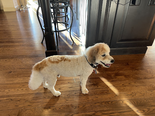 Soggy Doggies Grooming, LLC - Image 1