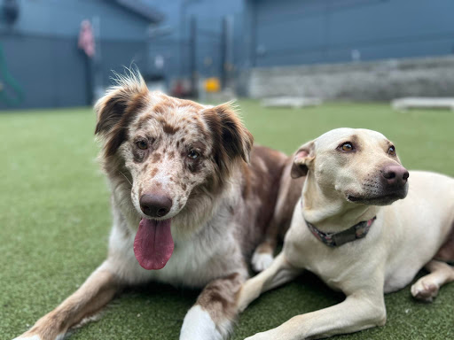 Paws n Pals Doggy Daycare - Image 1