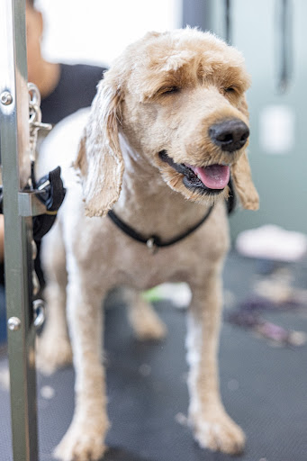 Heads & Tails Grooming Salon - Image 1