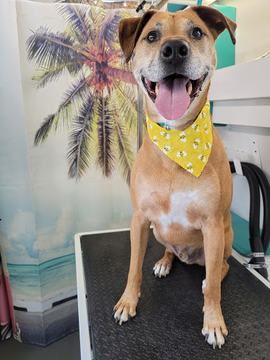 A Pup In A Tub Mobile Pet Spa - Image 1