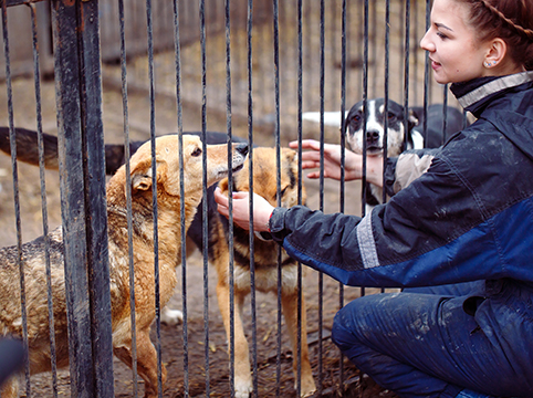 Woodes Kennels - Image 1