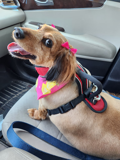 Bark Avenue Grooming Salon - Image 1