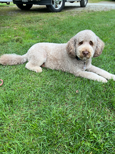 Dogs Etc Grooming & Day Care - Image 1