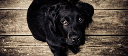 Longmeadow Animal Hospital - Image 1