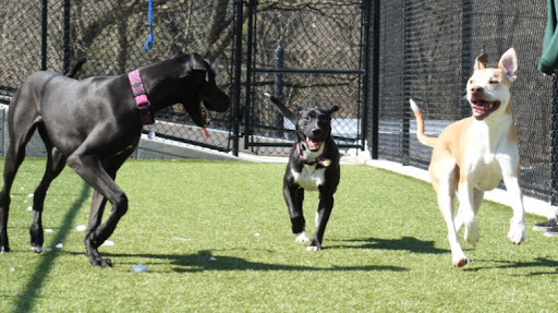 Town & Country Pet Care Center - Image 1