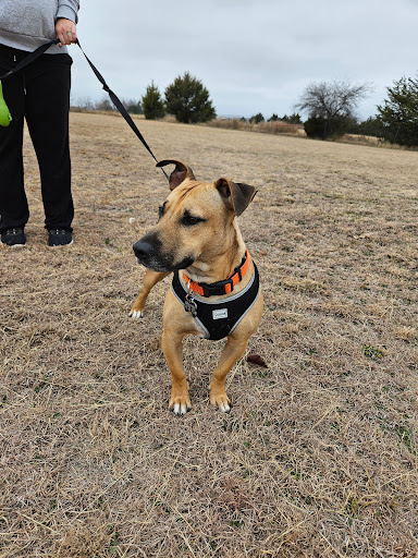 Stay, Play, Love-Pet Boarding and Oasis - Image 1