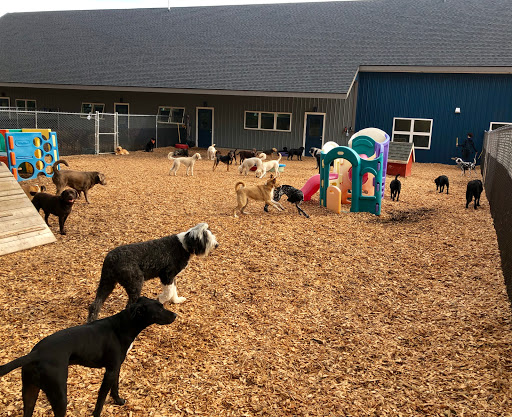 Blue Dog Daycare - Image 1