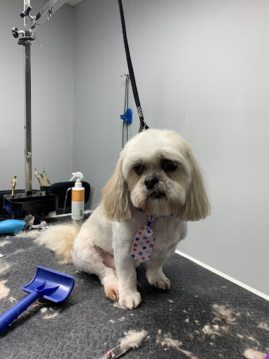 Groom+Glow Luxury Pet Grooming - Image 1