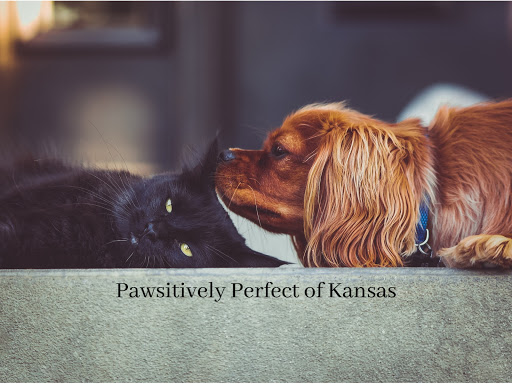 Pawsitively Perfect - Image 1