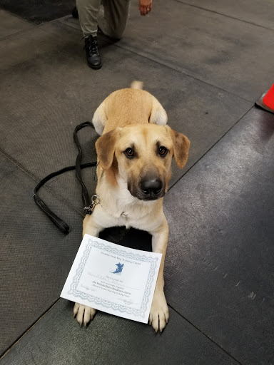 Granite State Dog Training Center - Image 1