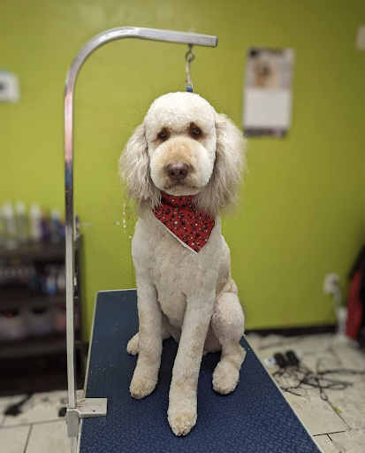 Fresh Pet Dog Grooming - Image 1