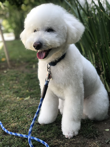 Puppy Prom - Image 1