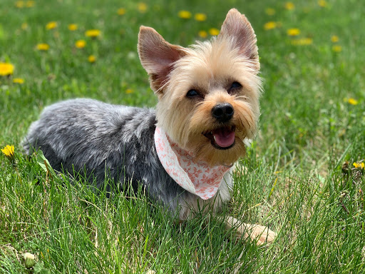 Pet Me Scratch Me - Onalaska - Image 1