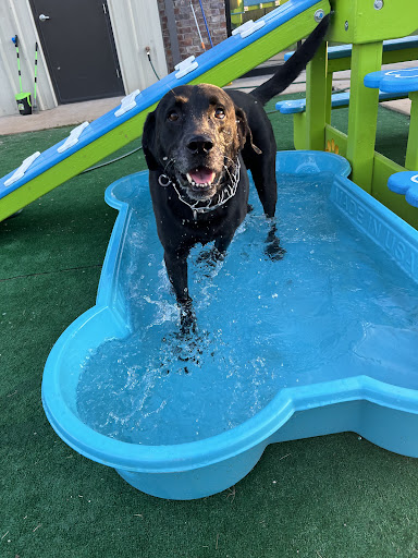 Pampered Pooches Playhouse - Image 1