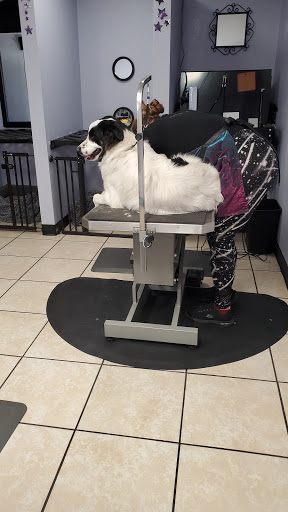 K9NV Elite Dog Grooming Spa - Image 1