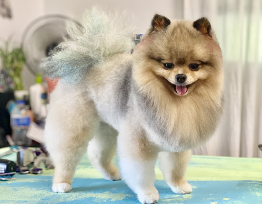 Husky Tails Dog Grooming - Image 1