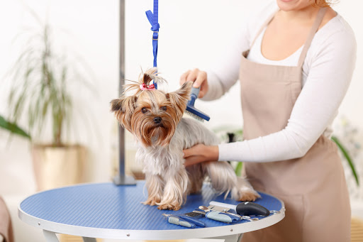 Soft Paws Pet Grooming - Image 1