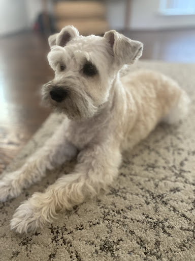 FUR BÈBÈ Grooming - Image 1