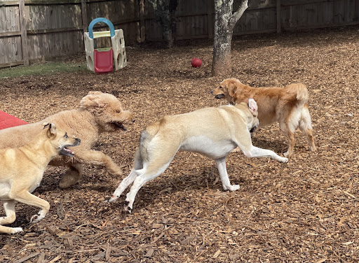 Furry Friends Daycare and Boarding - Image 1