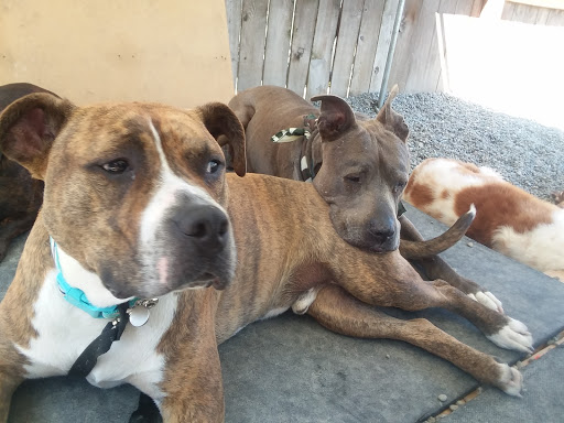 Paws & Relax Doggy Day Care - Image 1