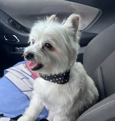 Bark & Bathe Grooming, DayCare and Boarding - Image 1