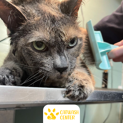 Cat Wash Center | Mobile Cat Grooming Specialists | Spokane WA - Image 1