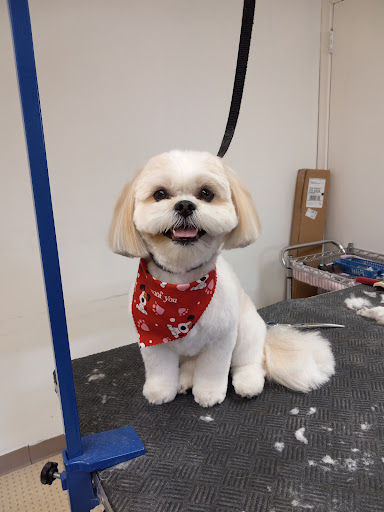 Plymouth Dog Groomer - Image 1