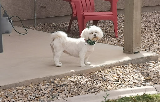 A Dog Gone Good Grooming - Image 1