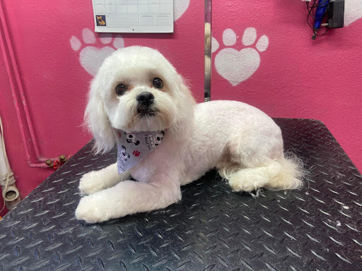 Kndy's Pet Grooming - Image 1