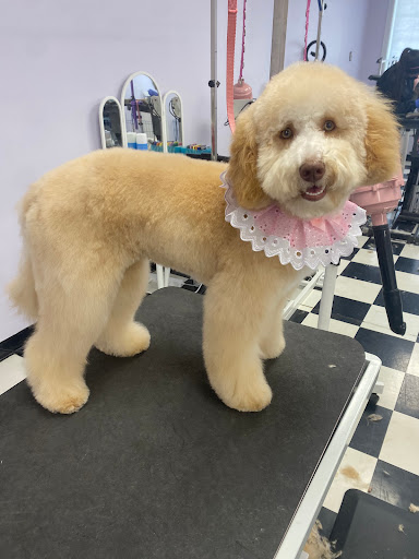 The Dog Nanny Grooming Salon - Image 1