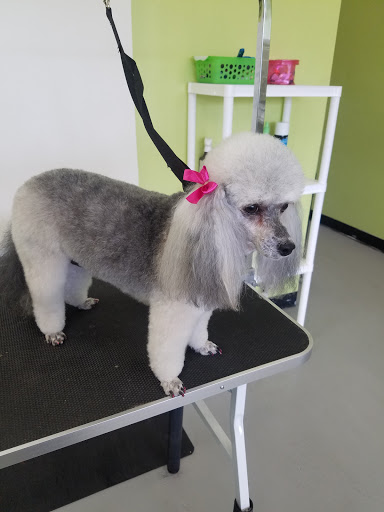 Aurbyn's Bark' N Beauty's Dog Grooming - Image 1