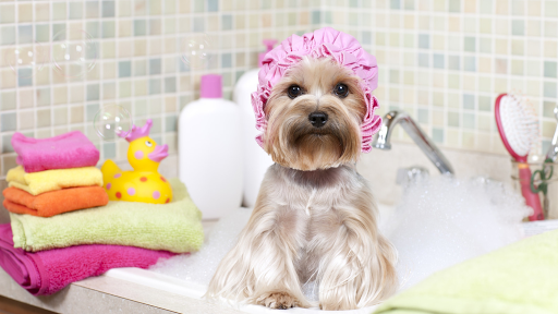 Auntie Heather's Hair of the Dog Grooming - Image 1