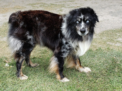 Karosel Kennels - Image 1