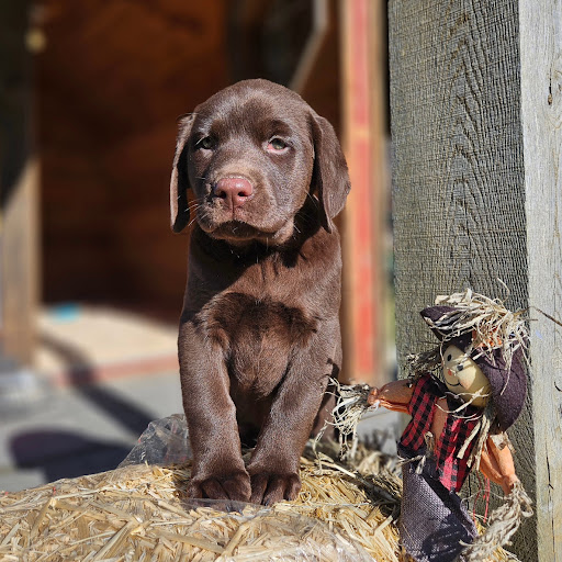 Cedar Valley Pet Lodge - Image 1